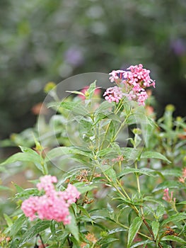 West Indian Lantana, Yellow pink flower Lantana camara, Verbenaceae blooming in garden on blurred of nature background