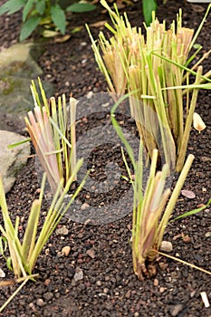 West indian lemon grass or Cymbopogon Citratus plant in Saint Gallen in Switzerland