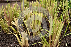 West indian lemon grass or Cymbopogon Citratus plant in Saint Gallen in Switzerland