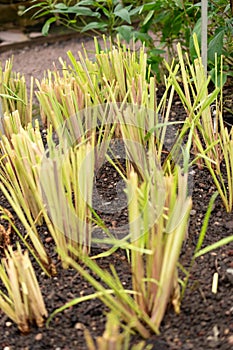 West indian lemon grass or Cymbopogon Citratus plant in Saint Gallen in Switzerland