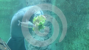 West Indian manatee is eating greens