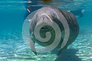 West Indian Manatee