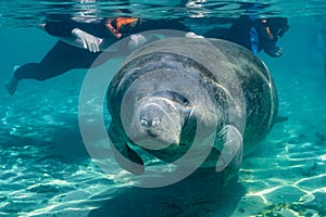 West Indian Manatee