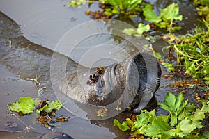 West Indian manatee (Latin Trichechus manatus) peering out of the water with hairy nostrils and open mouth