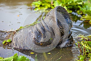 West Indian manatee (Latin Trichechus manatus) peering out of the water with hairy nostrils and open mouth