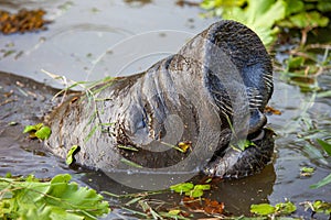 West Indian manatee (Latin Trichechus manatus) peering out of the water with hairy nostrils and open mouth