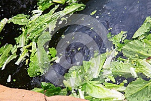 West Indian manatee