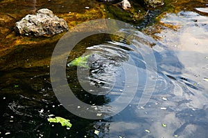 West Indian manatee