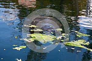 West Indian manatee