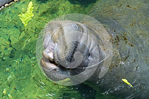 West Indian manatee Trichechus manatus begging for lettuce - Ellie Schiller Homosassa Springs Wildlife State Park, Homosassa, Fl