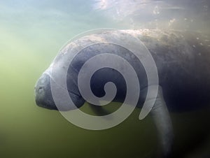 West Indian Manatee (Trichechus manatus) in Crystal River, Florida