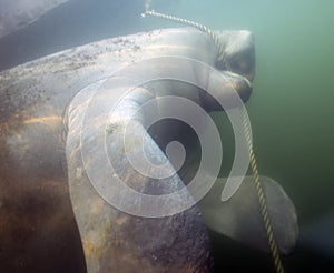 West Indian Manatee (Trichechus manatus) in Crystal River, Florida