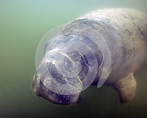 West Indian Manatee (Trichechus manatus) in Crystal River, Florida