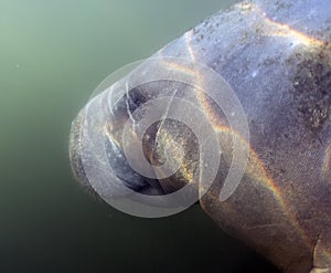 West Indian Manatee (Trichechus manatus) in Crystal River, Florida