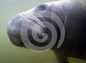 West Indian Manatee (Trichechus manatus) in Crystal River, Florida