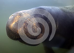 West Indian Manatee (Trichechus manatus) in Crystal River, Florida