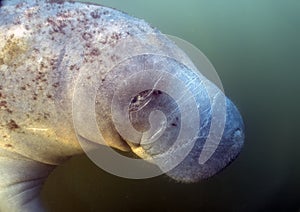 West Indian Manatee (Trichechus manatus) in Crystal River, Florida