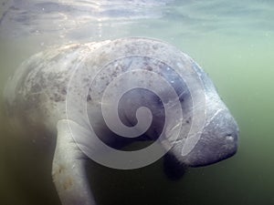 West Indian Manatee (Trichechus manatus) in Crystal River, Florida