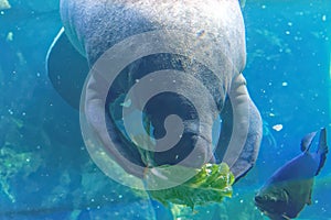 West Indian manatee