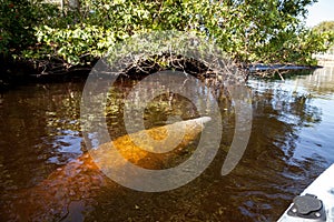 West Indian manatee Trichechus manatus in Southwest Florida