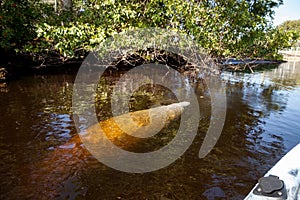 West Indian manatee Trichechus manatus in Southwest Florida