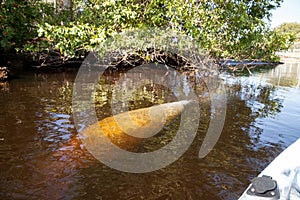 West Indian manatee Trichechus manatus in Southwest Florida