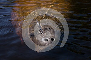 West Indian manatee Trichechus manatus in Southwest Florida