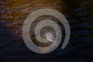 West Indian manatee Trichechus manatus in Southwest Florida