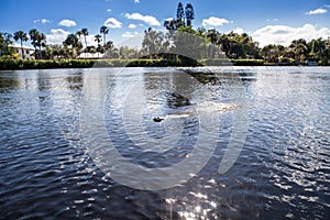 West Indian manatee Trichechus manatus in Southwest Florida