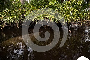 West Indian manatee Trichechus manatus swim in the Orange River