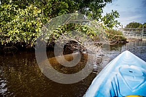 West Indian manatee Trichechus manatus swim in the Orange River