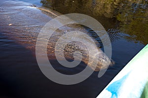 West Indian manatee Trichechus manatus swim in the Orange River