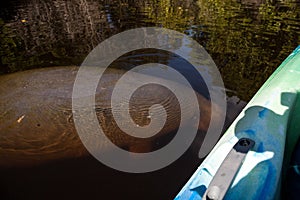 West Indian manatee Trichechus manatus swim in the Orange River