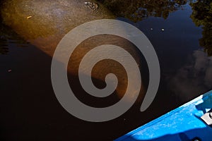 West Indian manatee Trichechus manatus swim in the Orange River