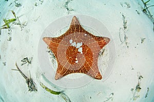 West Indian Starfish on Caribbean Seafloor