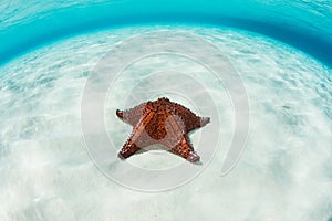 West Indian Starfish on Shallow, Caribbean Sand Flat