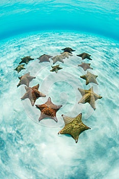 West Indian Starfish in Shape of Heart on Caribbean Sand Flat