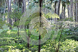 West Indian treefern background photo, Cyathea arborea, palo camarón, American species, Introduced ornamental species