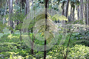 West Indian treefern background photo, Cyathea arborea, palo camarÃ³n, American species, Introduced ornamental species photo