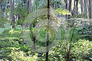 West Indian treefern, Cyathea arborea, helecho gigante, palo camarÃ³n, American species, Introduced ornamental species photo