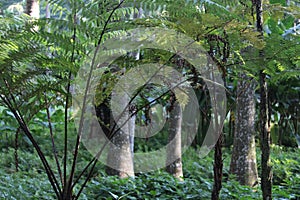 West Indian treefern, Cyathea arborea, helecho gigante, palo camarón, American species, Introduced ornamental species