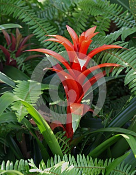 West Indian Tufted Airplant in sunny garden photo