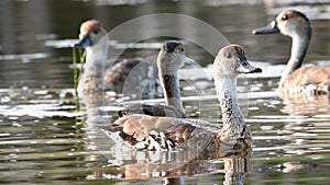 The West Indian whistling duck, Scientific name: Dendrocygna arborea. Black-billed Whistling Duck or West Indian Tree Duck.