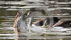 The West Indian whistling duck, Scientific name: Dendrocygna arborea. Black-billed Whistling Duck or West Indian Tree Duck.