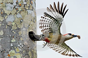 West Indian Woodpecker