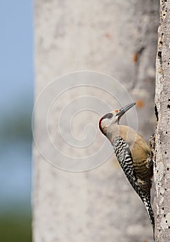 West Indian Woodpecker (Melanerpes superciliaris)