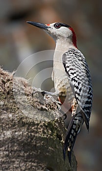 West Indian Woodpecker (Melanerpes superciliaris)