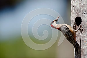 West Indian Woodpecker (Melanerpes superciliaris) photo