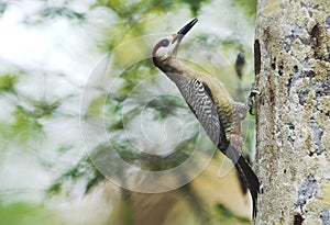 West Indian Woodpecker (Melanerpes superciliaris)