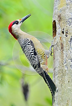 West Indian Woodpecker (Melanerpes superciliaris)